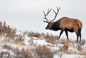 Elk In Crosshairs