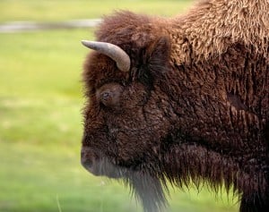 Bison Daily