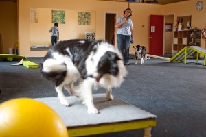 Dog Gym