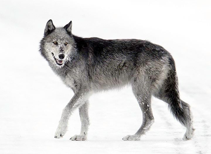 Wolf photo