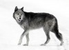 <p>A back and gray female wolf named "Half Black" from the Druid pack stands in the road near Lamar River bridge in December 2003.</p>
