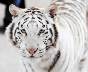 Shekinah a Royal Whitel Bengal Tiger paces about. The tiger, and her sister Sheena, are the newest members of Jay Owenhouse's magic show. It's at the Brick Breeden Fieldhouse Saturday at 5 and 8 p.m.