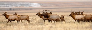 As brucellosis spreads in elk, state senator see larger roll for livestock department