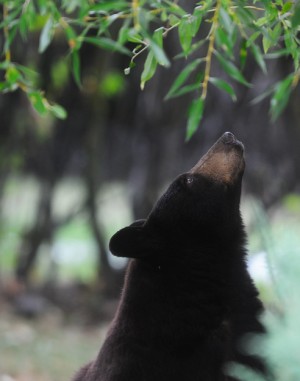 Bears 