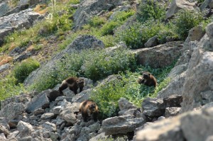 Wolverine and cubs