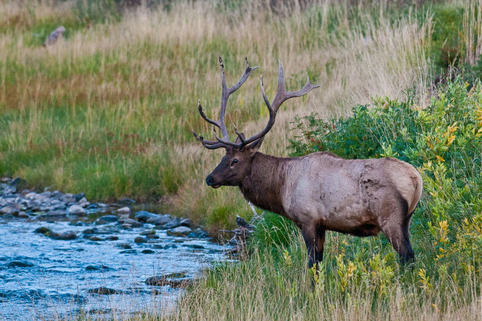 Migrating elk dwindling because of climate change, predators Wildlife