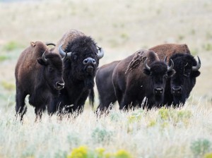 Bison Rules