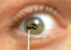 A mountain pine beetle