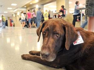 Gunny the dog still making friends at Bozeman High School