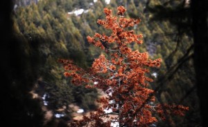 Lodgepole pine infested by pine beetles