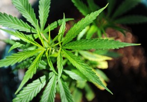 Medical marijuana