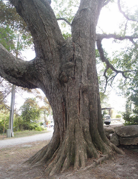 centuries-old-elm-in-danger-of-splitting-falmouth-news-capenews