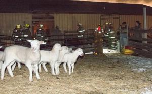 All the lambs survived Sunday night fire north of Pierre