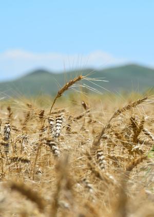 SD Wheat Commission worries prices too low and stocks too high