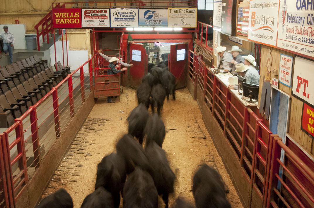 For cryin’ out loud Fort Pierre auction selling new crop of calves