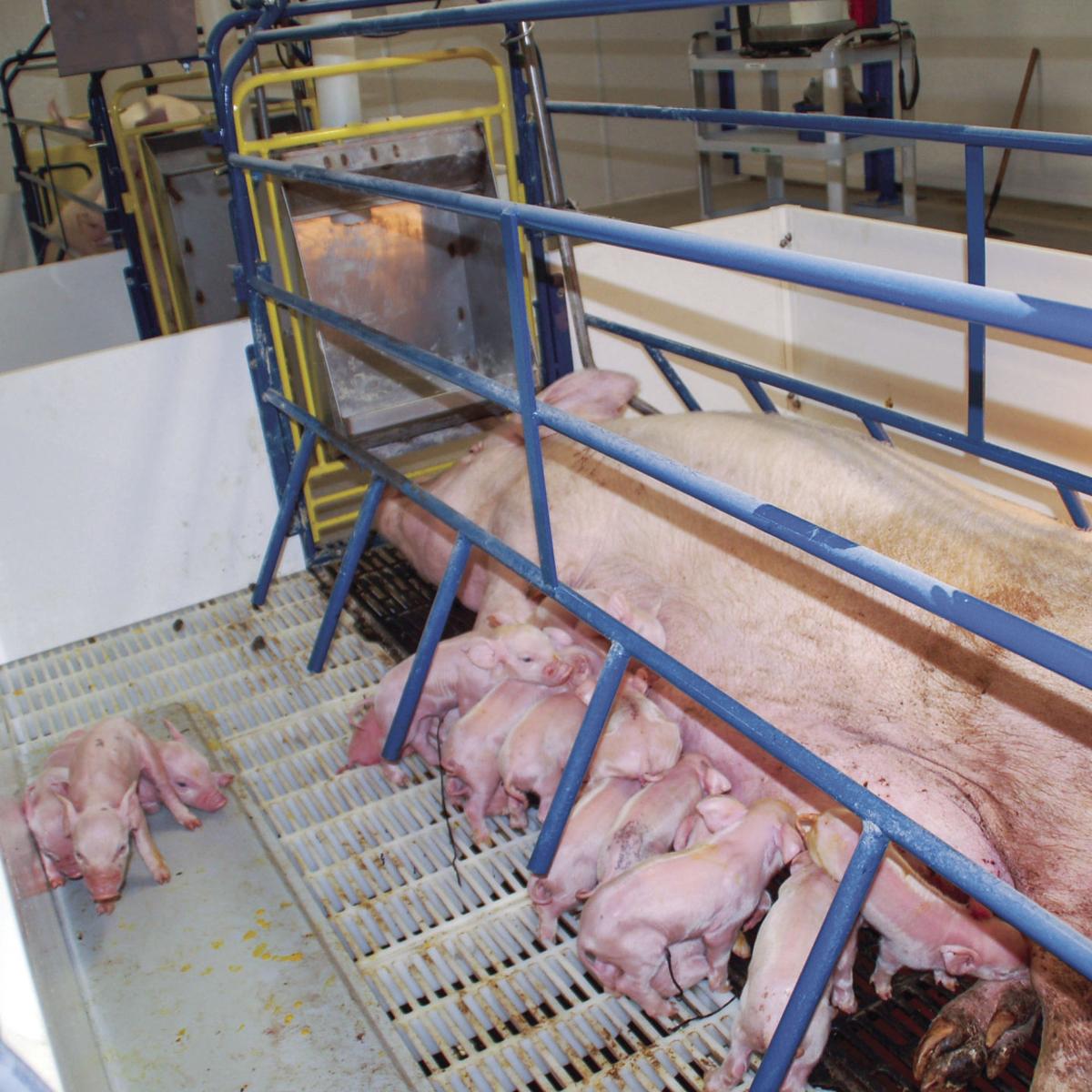 SD pig producers set record for litter size; sows helped Local News