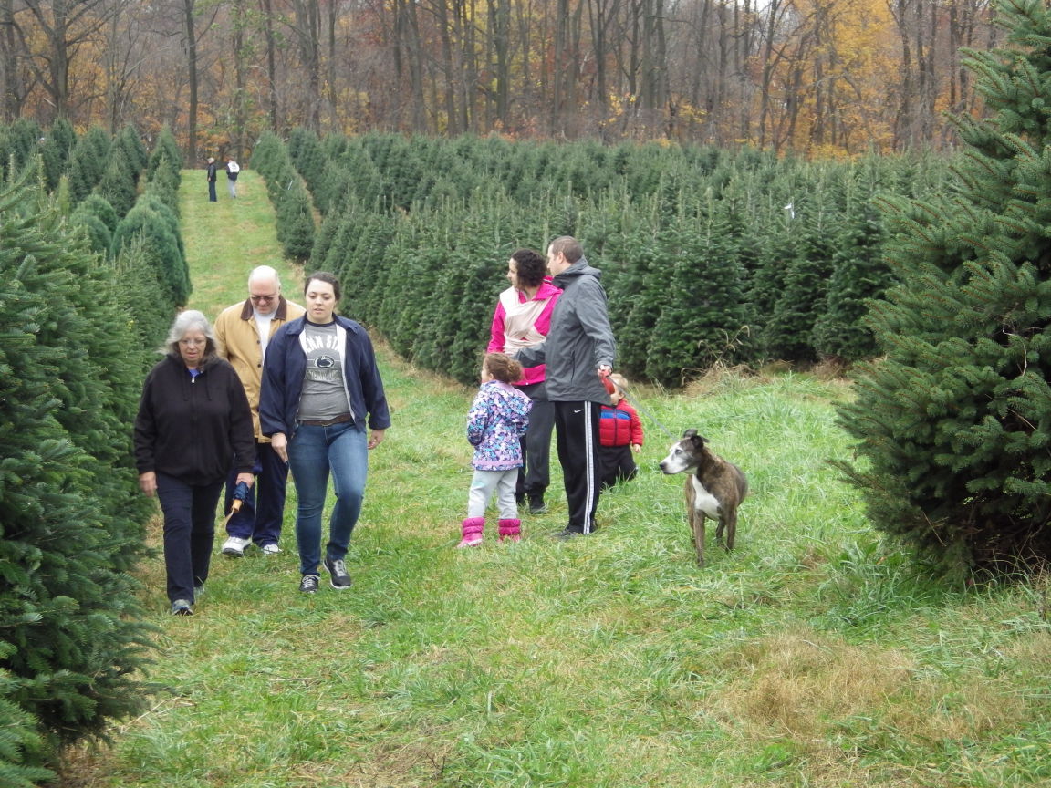 christmas officially begins at pine valley tree farm christmas officially begins at pine valley tree farm