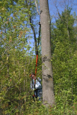 C4 Tree Farmer