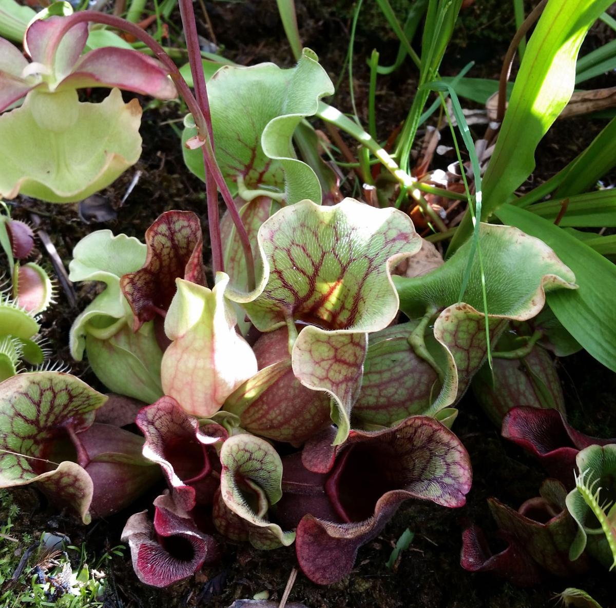 Plants that eat meat Local