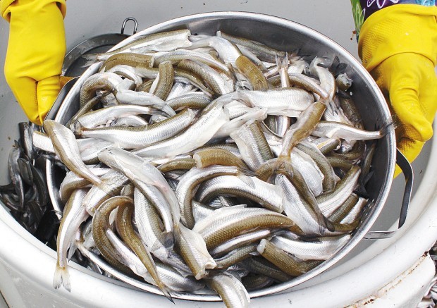 Annual smelt fry coming Friday Local