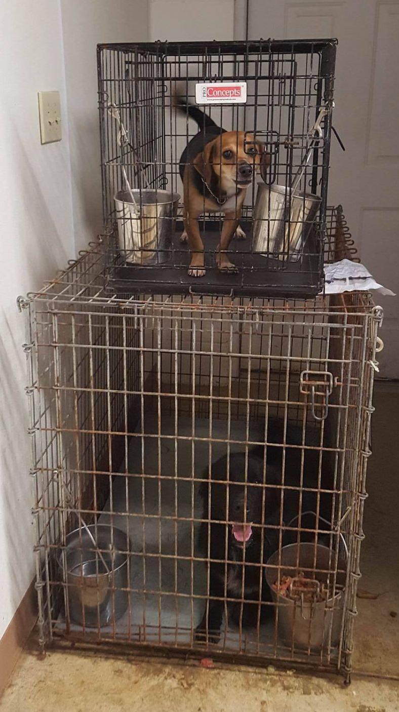 pickaway county shelter shelter in desperate need of adoptive families news circlevilleherald pickaway county shelter shelter in desperate need of adoptive families news circlevilleherald