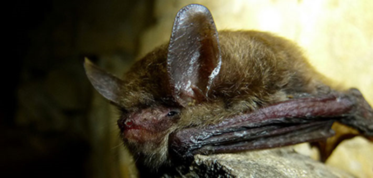 Local environmental firm finds rare bat species Local