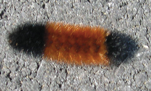 download light brown wooly worm