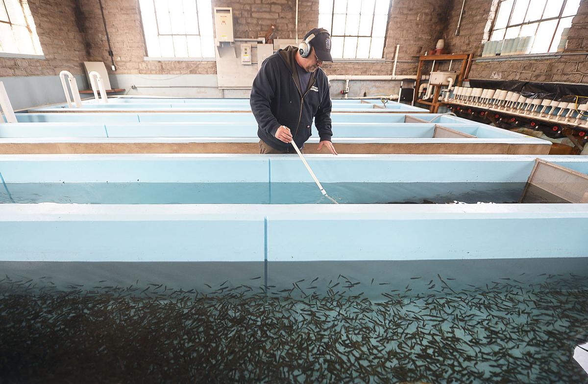 Hatchery has raising fish down to a science Newville