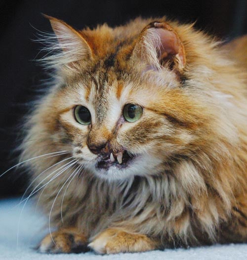 West Pennsboro soldier rescues cat from Iraq The