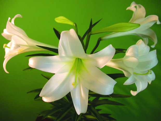 Easter Lily Symbol