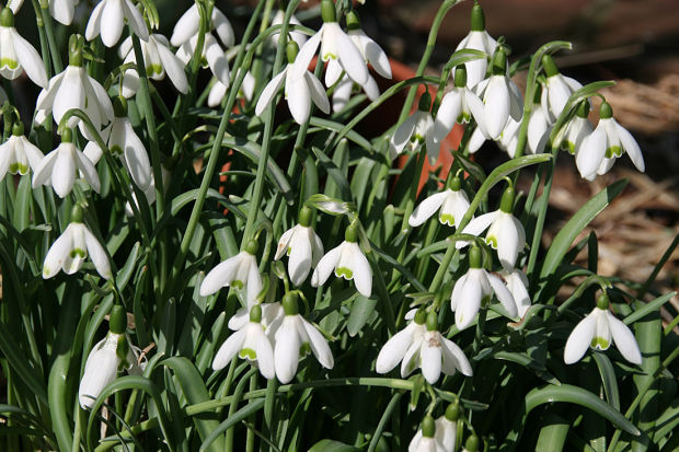 heralds of spring early flowering bulbs heralds of spring early flowering bulbs