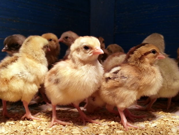 What are baby chickens called?