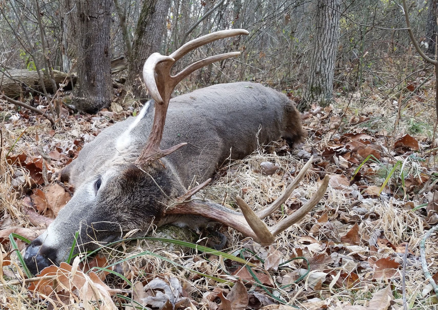 Deer Tests Positive For CWD In Bedford County | State-and-regional ...