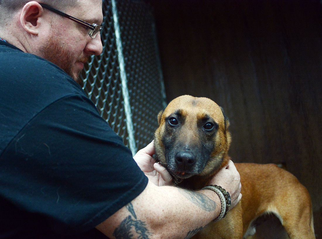 loyalty repaid canine rescue gains national scope news loyalty repaid canine rescue gains national scope news