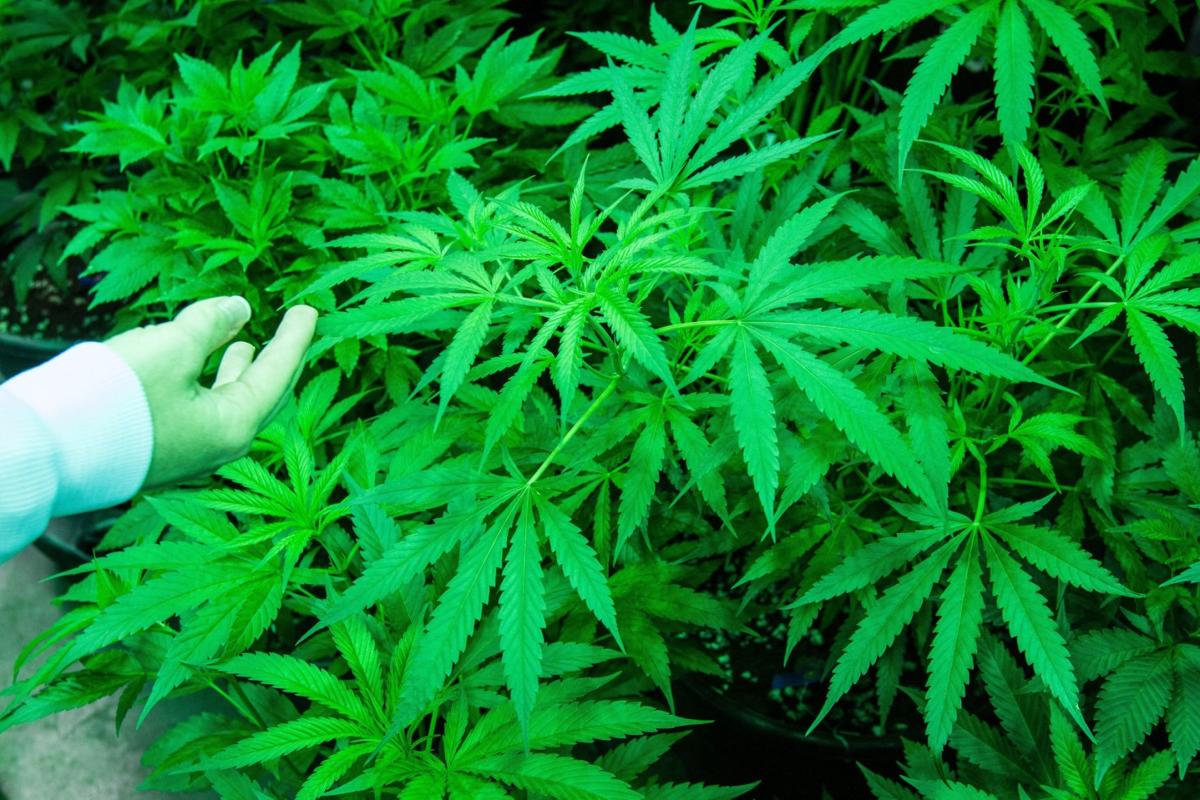 potpic3_PK.jpg