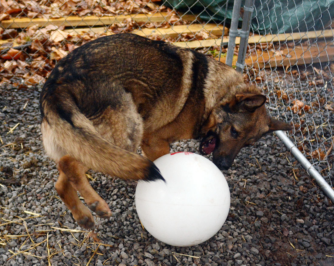 loyalty repaid canine rescue gains national scope news loyalty repaid canine rescue gains national scope news