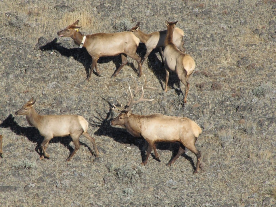 cow elk tag utah