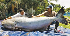 Giant+mekong+catfish+world+record