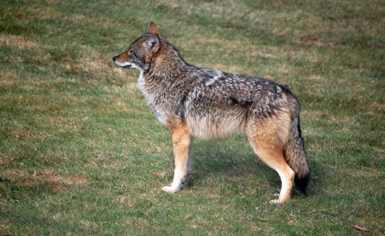 Coyotes Or Coywolves Debate Grows Over Their True