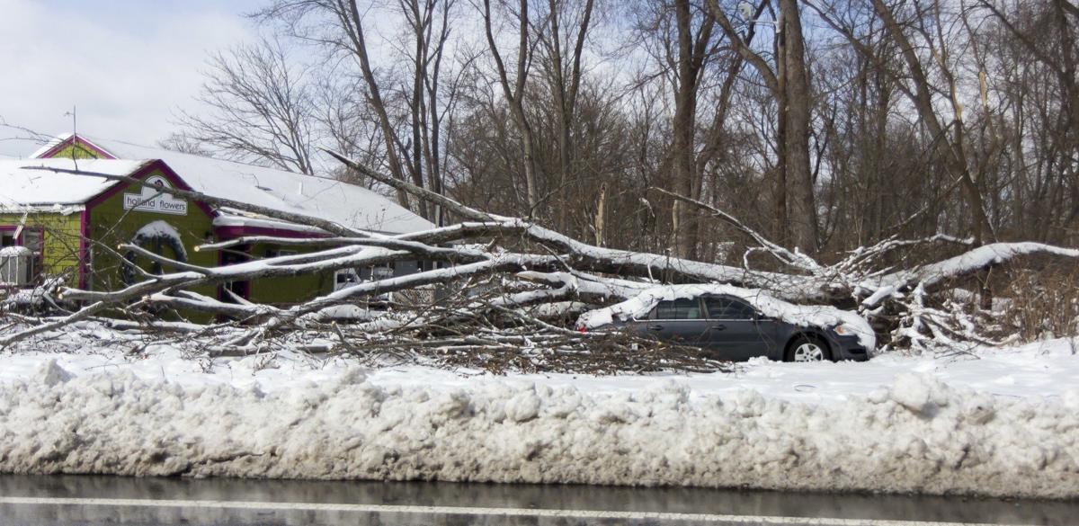 Falling trees trigger insurance claims - Eagle-Tribune