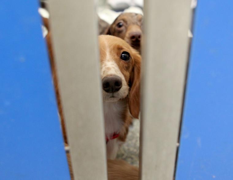 Mspca Adoptable Dogs Mspca Adoptable Dogs