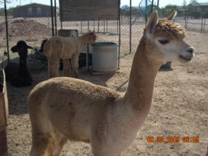 Alpaca
