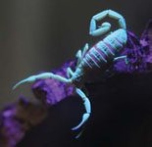 Heat brings out scorpions, sort fact from fiction 