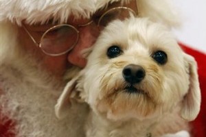 Pets High-Tech Gifts