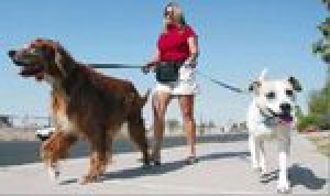 Pet sitters’ days are full of wet noses, wags and walks in the park 