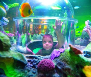 Sea Life Arizona