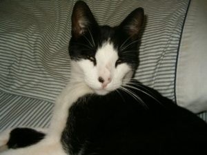 Mutilated pets found in Chandler Heights 