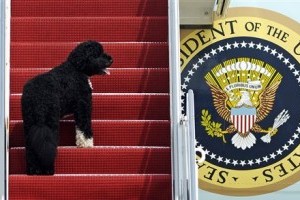 Bo Obama