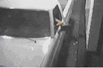 Dozens call in with tips for catching rock burglar 