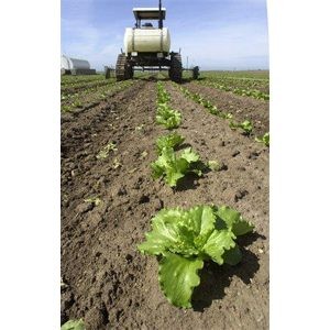 Outbreak exposes weakness in food chain 